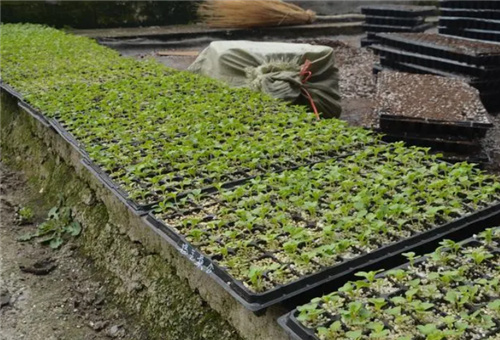 魚肽蛋白肥育苗 魚肽蛋白肥育苗