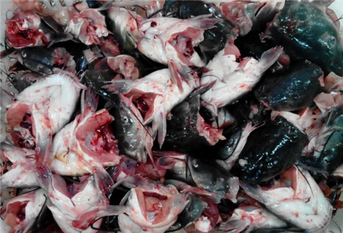 魚肽蛋白肥原料 魚肽蛋白肥原料