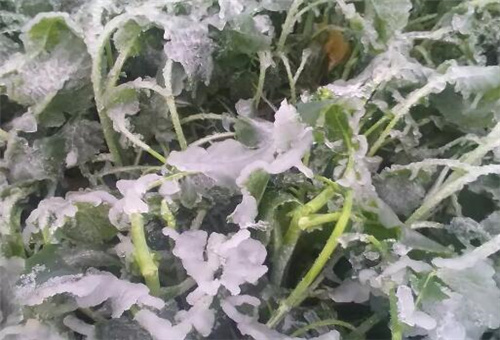 魚蛋白其它用途 魚蛋白其它用途