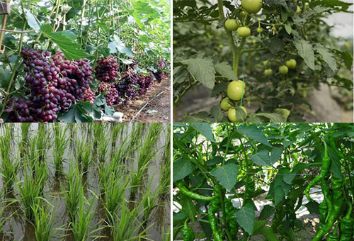 魚蛋白適用作物 魚蛋白適用作物