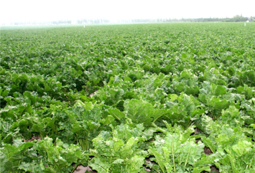 流體硼適用甜菜 流體硼適用甜菜