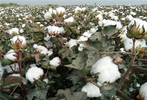 流體硼適用棉花 流體硼適用棉花