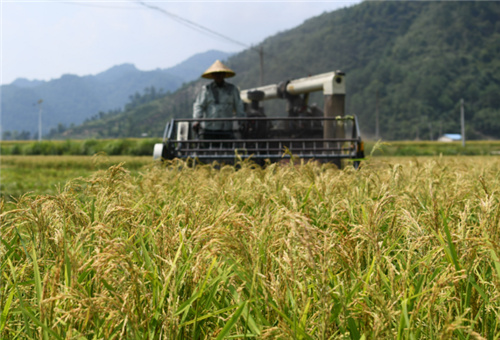 流體硼適用水稻 流體硼適用水稻
