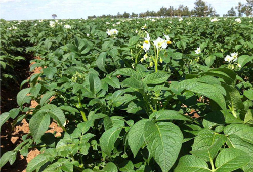流體硼適用土豆 流體硼適用土豆
