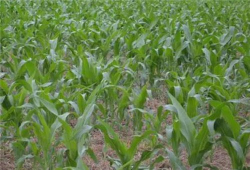 魚蛋白肥對植物作用 魚蛋白肥對植物作用